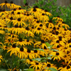 Perennial Flowers - One Gallon Pots, Sold in 6 count trays